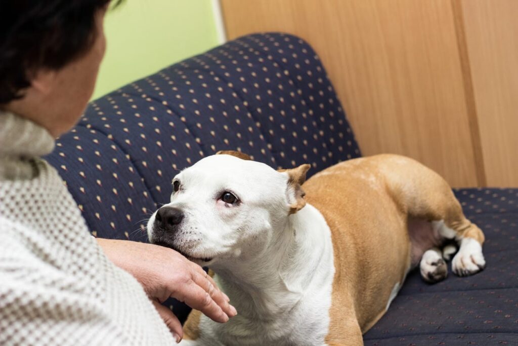 Bitten by a Dog at an Apartment Complex? When Is the Property Owner Responsible?